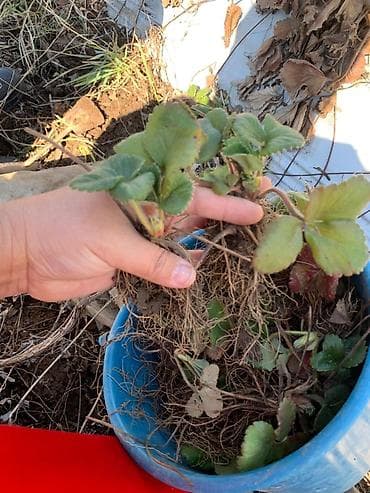 рассаду клубники купить: Клубника көчөт : альбион,мурана.Баасы:10сом — 2