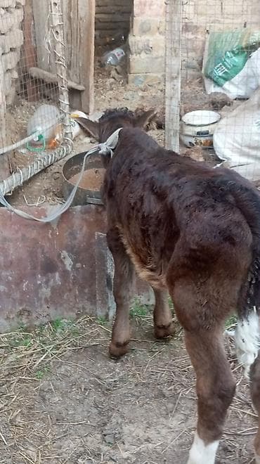 бульдог французский: Продаю | Бык (самец) — 4