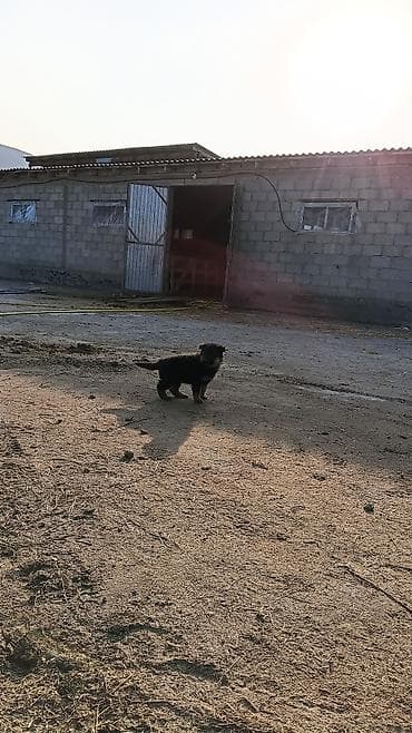 кони: Щенки немецкой овчарки - Порода: немецкая овчарка (классический — 3