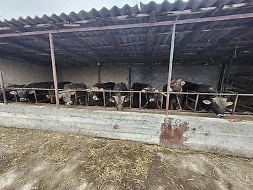 купить черного петуха: Продаю | Бык (самец) | На откорм | Привязанные — 5