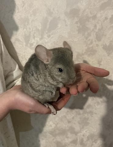 Шиншиллы окраса гетеро-бежевый(серый) Пол: мальчик и девочка Возраст