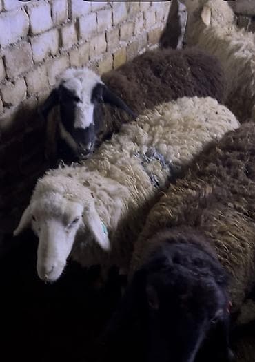 кой сойуу: Продаю | Овца (самка) | На забой — 1