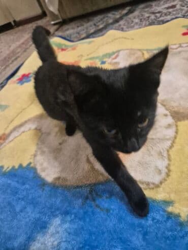 шары для хомяков: 3 месяца, Девочка, Приучена к лотку — 1