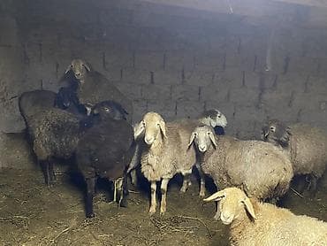 Услуги ветеринара: Продаю | Овца (самка) | На забой | Матка — 6