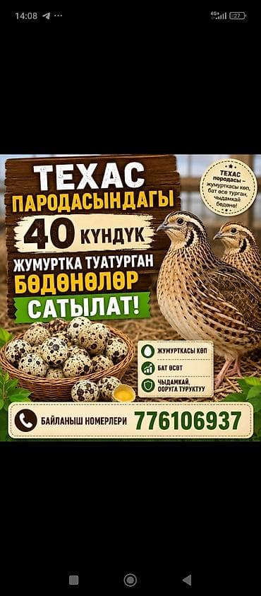 Техасские перепёлки, несушки с 40‑го дня. Характеристики породы: -