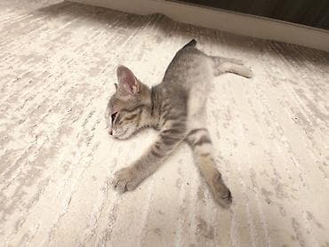 Кошка даром: Беспородная, 3 месяца, Девочка — 10