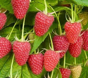 малина саженцы полька: Малина — 1