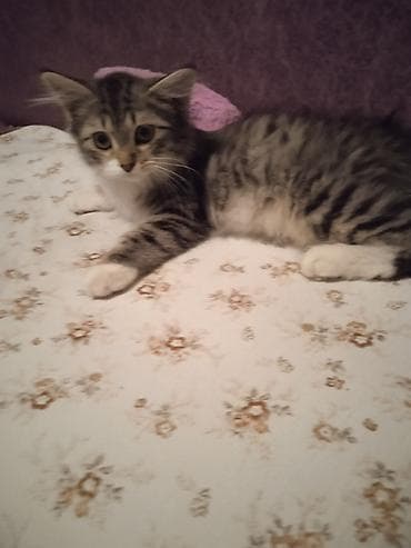 животные кошка: Котята и молодые кошки разных окрасов бесплатно - Домашние котята из — 5