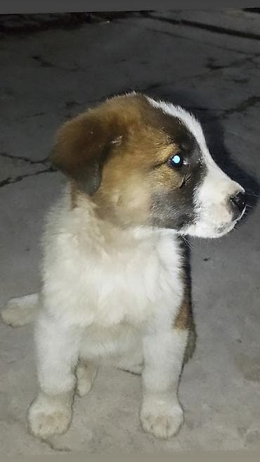 алабай щенки цена: Собака даром: 2 месяца, Самец — 1