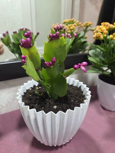 Декабрист (Schlumbergera, зигокактус) в горшке. - Компактные кустики