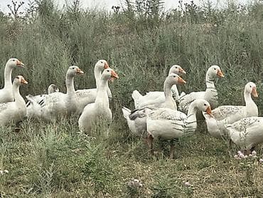 ат жаныбар: Домашние гуси, стадо смешанного окраса (белые и серые). Птица крупных — 1
