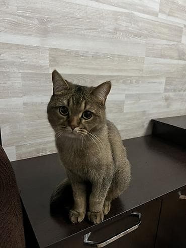 куплю хомяка с клеткой: Девочка, Приучена к лотку — 1