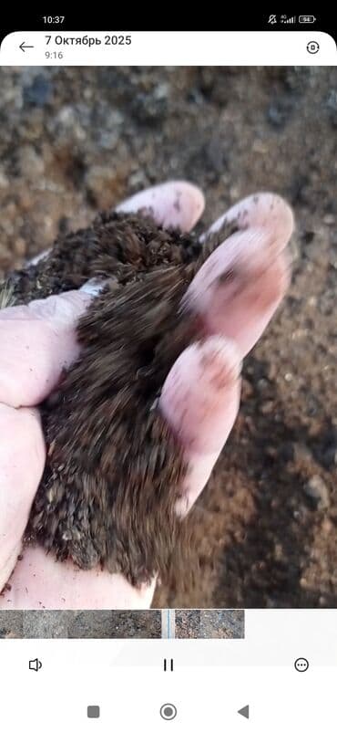 Плодородный грунт/чернозём для сада и огорода - Натуральная рыхлая at lalafo.kg Плодородный грунт/чернозём для сада и огорода - Натуральная рыхлая