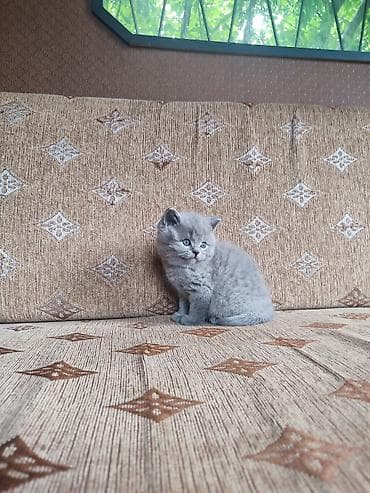 заказать котят: Продаются котята шотландской породы из питомника!!! Дата рождения — 5