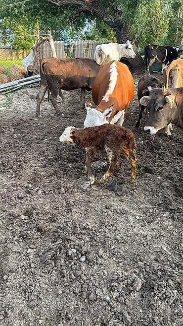 сколько стоит щенок золотистого ретривера: Продаю | Корова (самка), Бык (самец) | Герефорд, Симментальская — 6