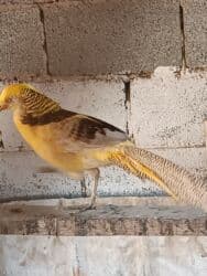 корм витакрафт для волнистых попугаев: Продаю Лимонного самца цена 4000 — 3