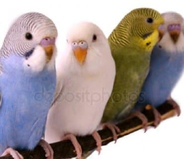 домик для волнистых попугаев: Попугаи разных видов. Хорошо учатся говорить и приручаются к рукам. В — 11