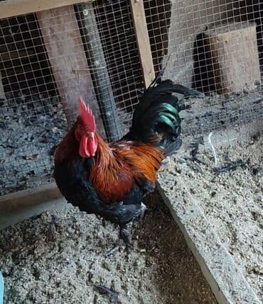 продам козу дойную: Продам 9 курей и 3 петуха Маран черно медный. Карабалта — 1