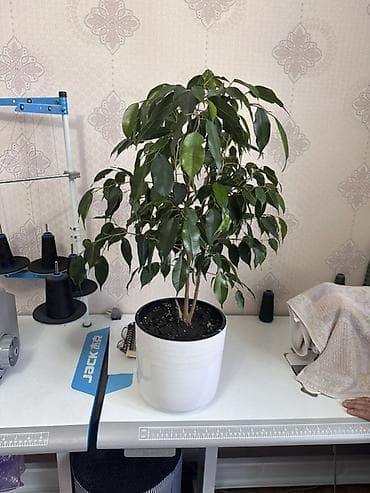Комнатные растения в горшках: Декор. Дерево 51 см. Денежное дерево 48