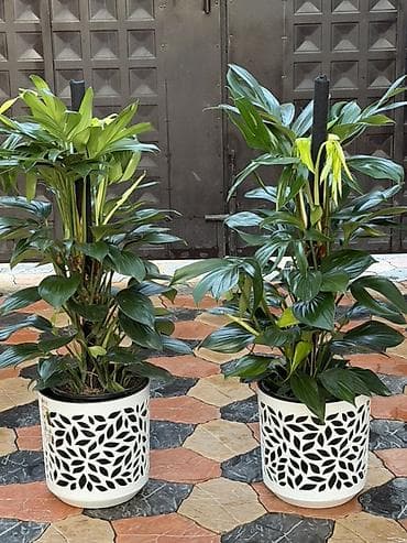 Монстеры: 🌿 ПРОДАЕТСЯ 🌿 Комнатное растение Монстера 📏 Высота: 120 см 💰 Цена — 2