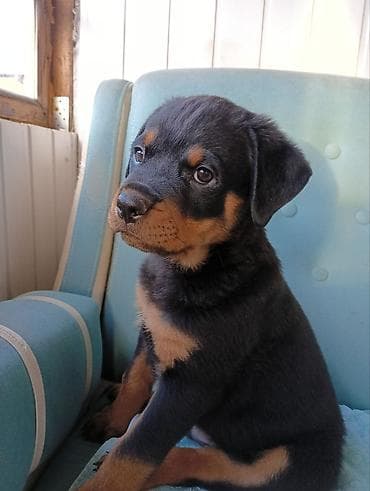 Аквариумы: Ротвейлер, 4 месяца, Самец, С прививкой — 7