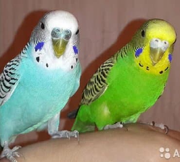 Волнистые попугайчики а так же есть разные виды Кареллы, Неразлучники