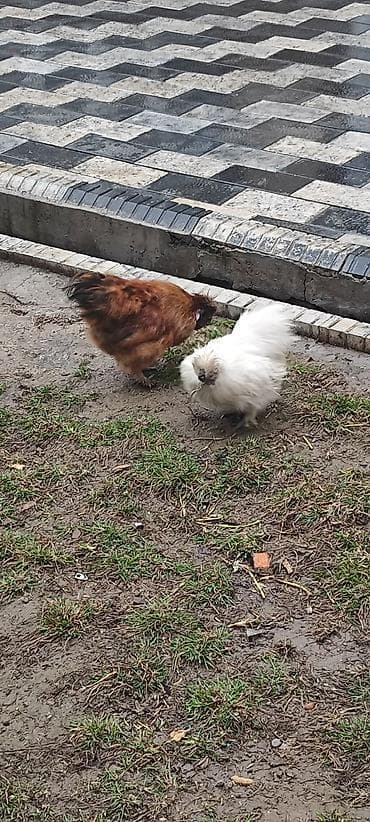 Баран, овца: Продаю | Петух | Для разведения — 2