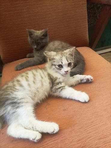 ат кош: Котята, 2 малыша из одного помёта. мальчики - Окрас: один — 1