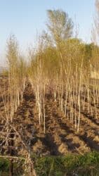 саженцы березы: Саженцы деревьев: Берёзы — 2