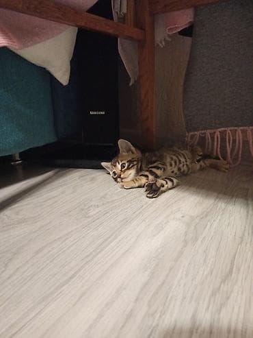 тигровые котята: Леопардовые Котята от мамы-бенгалки. Помись! Котятам 1 месяц. Родились — 10