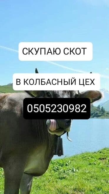 продажа домашних животных: Куплю | Коровы, быки, Лошади, кони, Другие с/х животные | Круглосуточно, Любое состояние, Забитый — 1