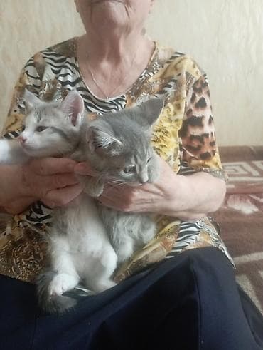 пидбуль щенок в оше эркек: 2 месяца, Мальчик — 2