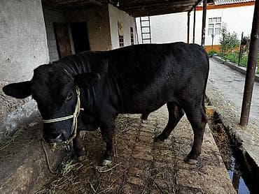 тазы ит: Сатам | Бука (эркек) | Ангус | Бордоп семиртүү үчүн | Байланган — 3