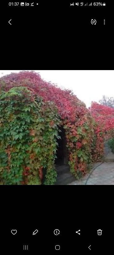 купить сакуру: Саженцы цветка: Пионы — 10