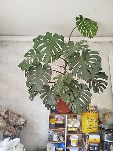 купить монстеру: Монстера делициоза (Monstera deliciosa), крупное взрослое комнатное — 1