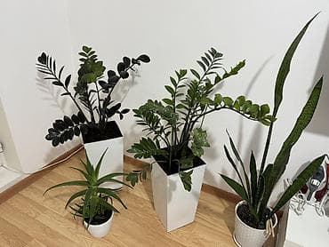 Комнатные растения в горшках: - Замиокулькас (ZZ plant) — 2 — 1