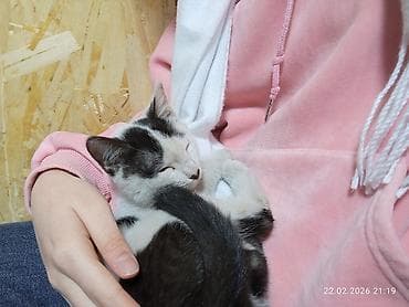 британская котята: Котёнок, окраска черно-белая (маска и пятна на спине и хвосте) — 4