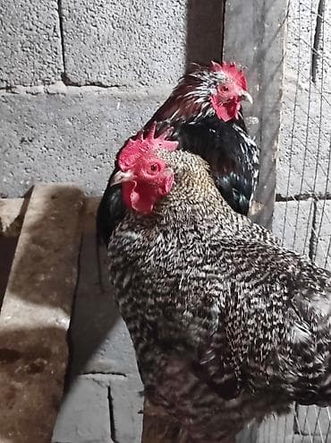 Продаю карликовых декоративных курочек и петушков возраст 8 месяцев,3
