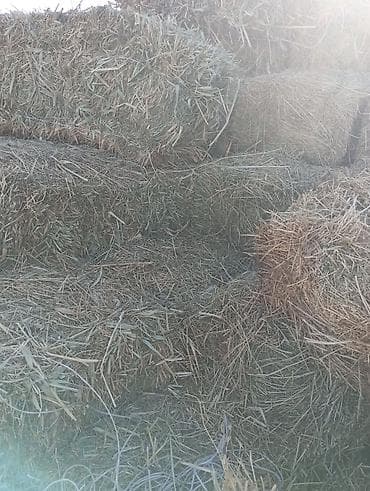 кормовая морковка: Сено в тюках - Прессованное в прямоугольные тюки, удобные для — 1