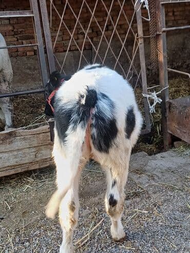 автоматический шприц для животных: Продаю | Корова (самка), Бык (самец), Тёлка | На откорм, На забой, Для разведения | Искусственник — 7