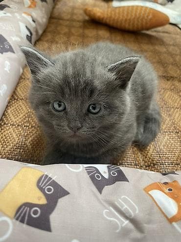 кошк: Котята серого и черно-серого окраса Черные-серые: 2 мальчика Серые-1 — 1
