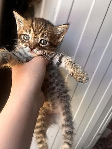 шотландский котенок: Котята, домашние, короткошёрстные. Описание: - Возраст на фото — 3