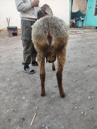 Аквариумы: Продаю | Баран (самец) | Для разведения | Племенные — 2