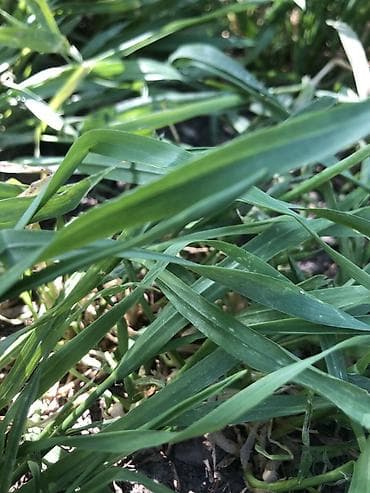 3 bedroom: Кум шыьак кылавыз — 1