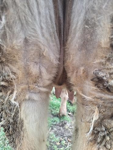 бигль собака: Продаю | Корова (самка) | Для разведения | Стельные — 2