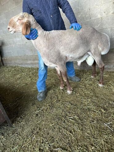 продаю в связи с переездом: Продаю | Баран (самец) | Арашан | Для разведения | Осеменитель — 4