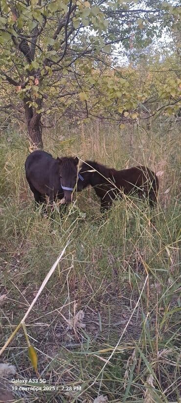 продам козу дойную: Продаю | Кобыла (самка) | Конный спорт — 3
