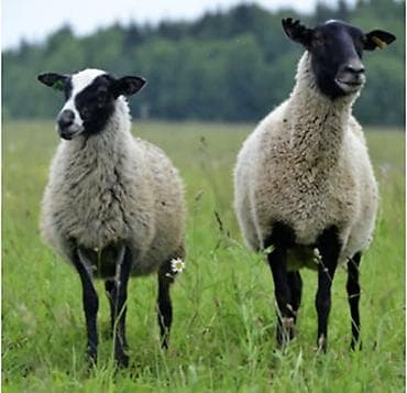 Стрижка овец и баранов на выезде и в хозяйстве Подготовка перед