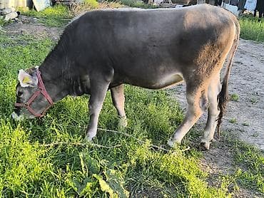 американская короткошерстная кошка купить: Продаю | Тёлка | Для разведения | Племенные — 6