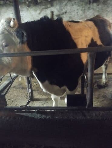 мёд белый: Продаю | Бык (самец) | На откорм | Племенные — 1